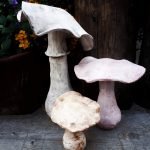 Paddenstoelen